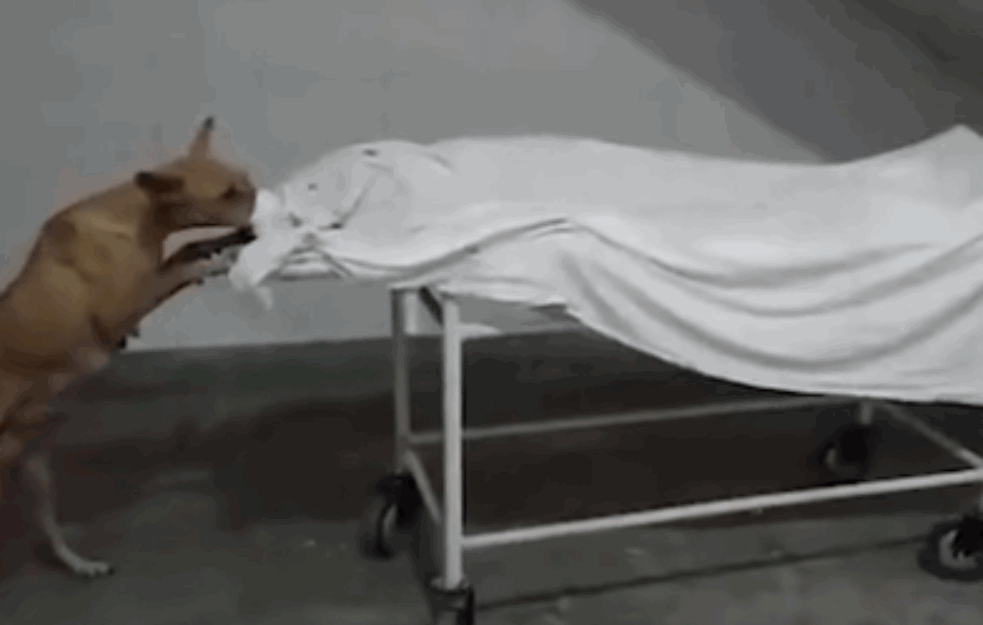 STRAVIČNE SCENE IZ MRTVAČNICE: Pas lutalica snimljen kako JEDE delove tela NASTRADALE DEVOJČICE (VIDEO)